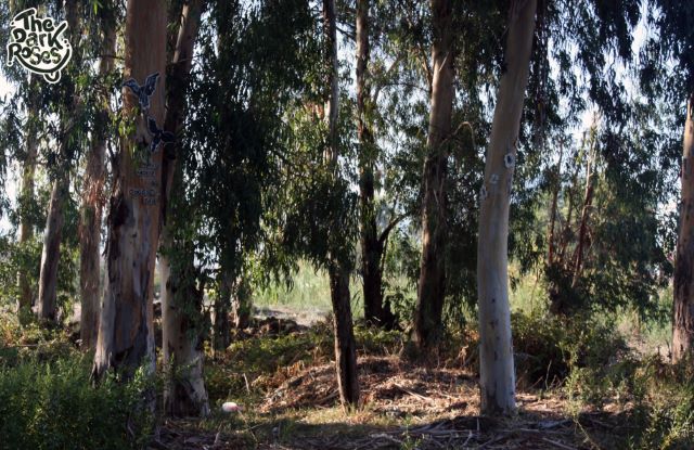 Theme: ★ Nature Morte ★ by DoggieDoe and Motus - The Dark Roses - Fethiye, Türkiye 27. September 2012